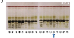 http://mpdb.nibiohn.go.jp/CONTENTS_ROOT/TLC_DATA/TLC_FIG_FILE/thumbnail/662.jpg