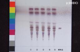 http://mpdb.nibiohn.go.jp/CONTENTS_ROOT/JP_IDENTIFICATION_PHOTO_DATA/JP_IDENTIFICATION_PHOTO_FILE/thumbnail/651.jpg
