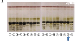 http://mpdb.nibiohn.go.jp/CONTENTS_ROOT/TLC_DATA/TLC_FIG_FILE/thumbnail/665.jpg