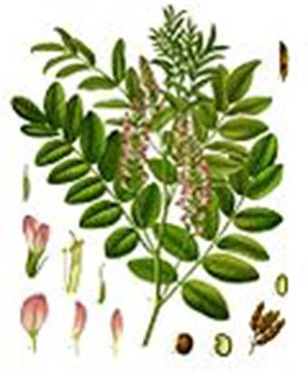 https://upload.wikimedia.org/wikipedia/commons/thumb/a/a4/Glycyrrhiza_glabra_-_K%C3%B6hler%E2%80%93s_Medizinal-Pflanzen-207.jpg/120px-Glycyrrhiza_glabra_-_K%C3%B6hler%E2%80%93s_Medizinal-Pflanzen-207.jpg
