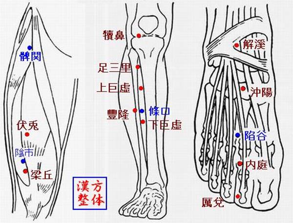 足陽明胃経のツボ