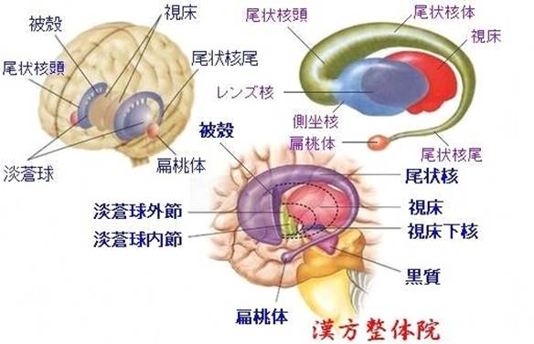 基底核
