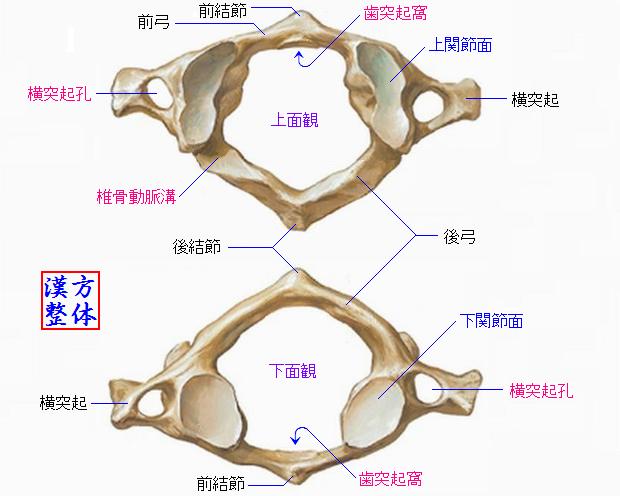 環椎