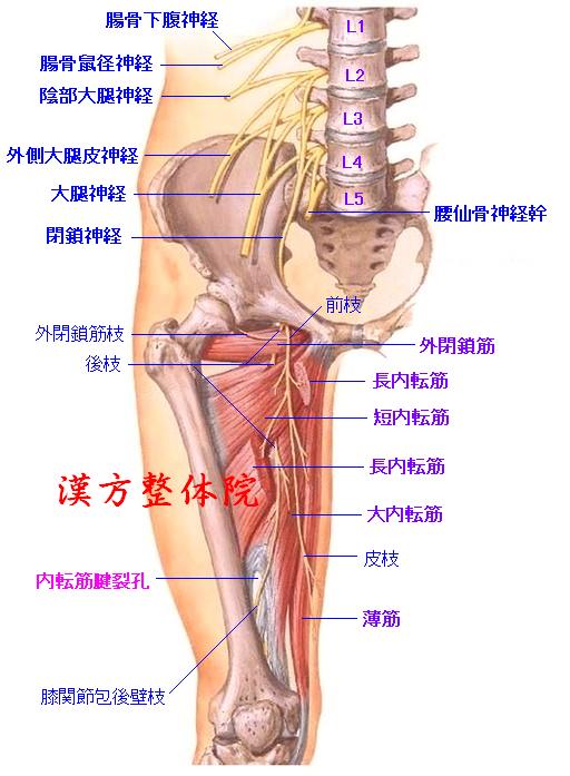 閉鎖神経
