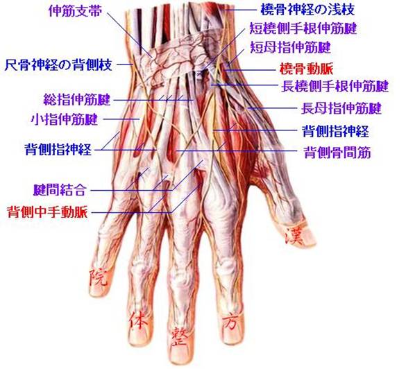 伸筋支帯