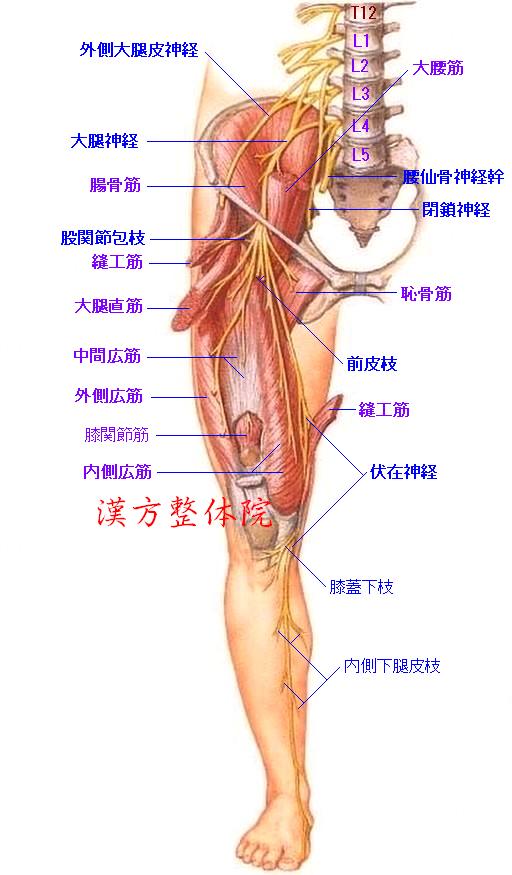 大腿神経