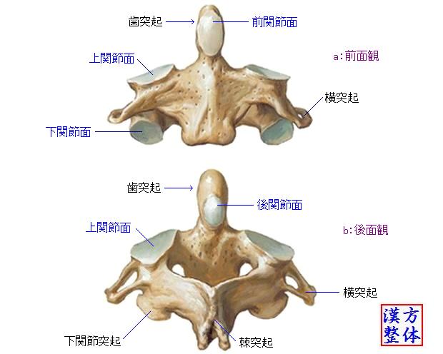 軸椎