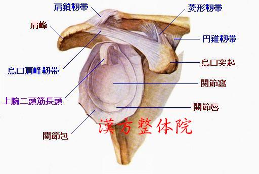 肩関節-前外側面