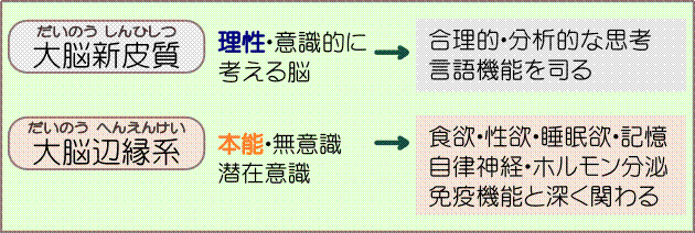 大脳新皮質と大脳辺縁系の働き