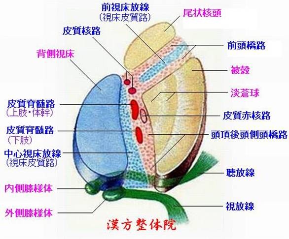 内包