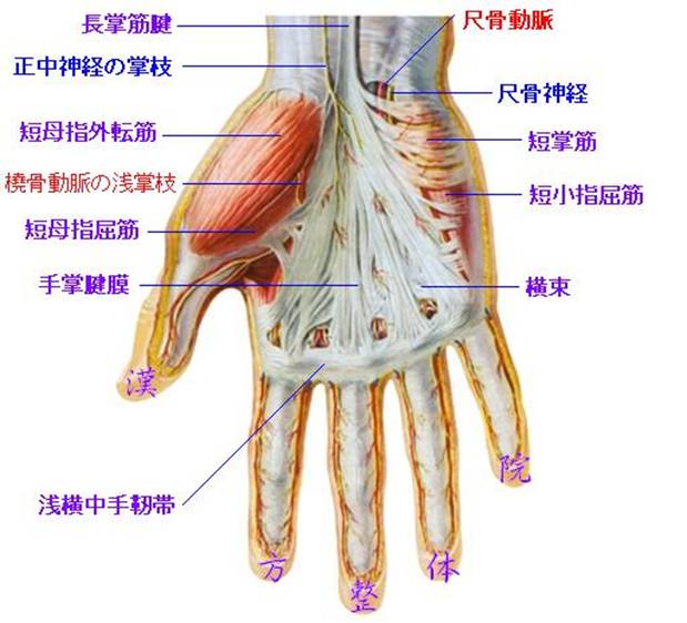 手掌腱膜