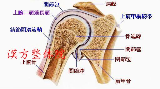 肩関節-前額断面