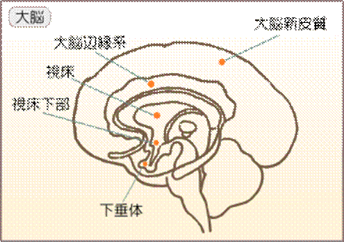 視床下部の位置