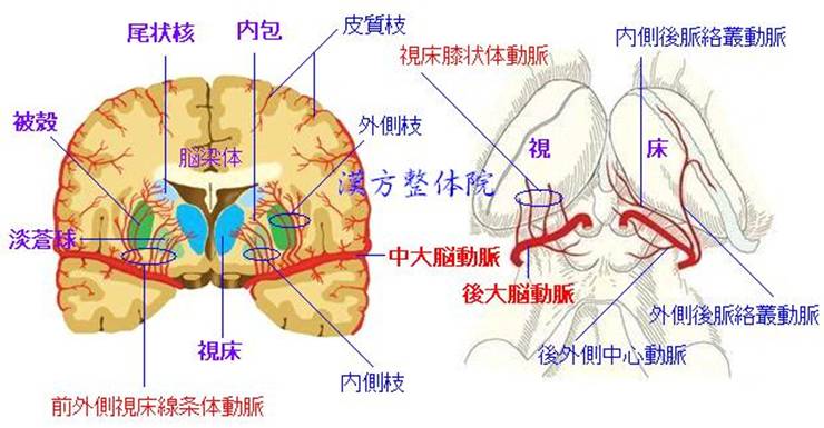 レンズ核線条体動脈＆視床膝状体動脈