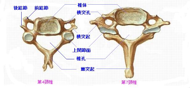 下位頸椎