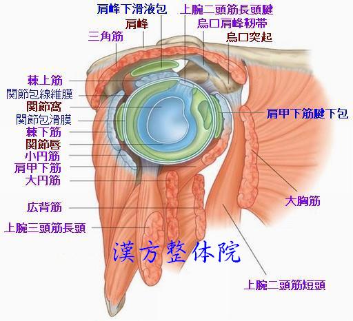 肩関節周囲の筋肉