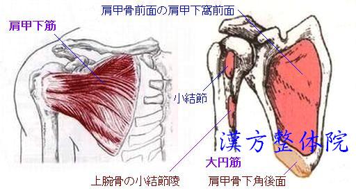 肩甲下筋
