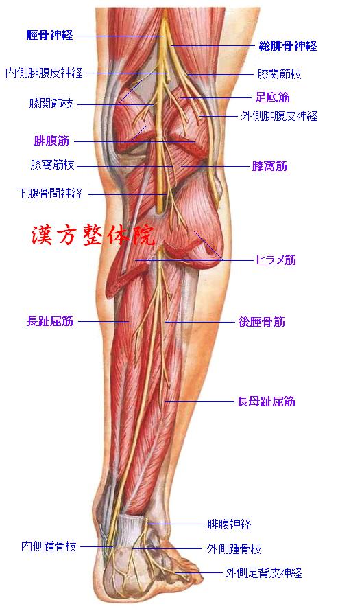 脛骨神経