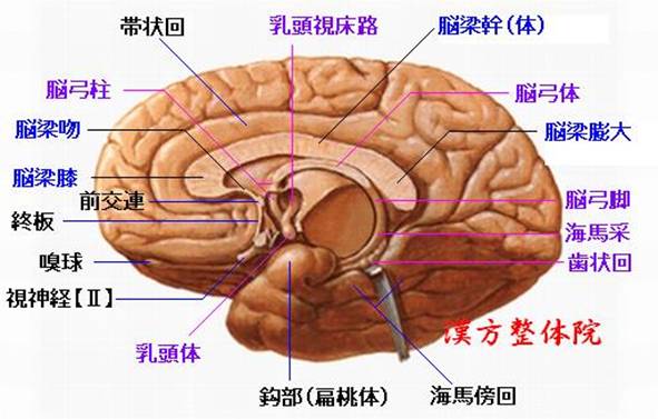 脳梁＆脳弓