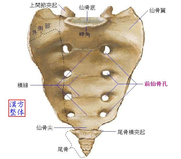 仙骨-前面