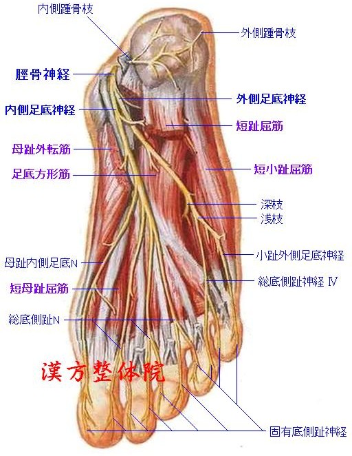 足底神経