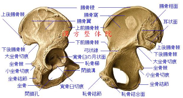 寛骨（外側面＆内側面）
