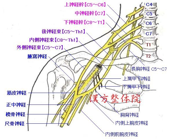 腕神経叢-1