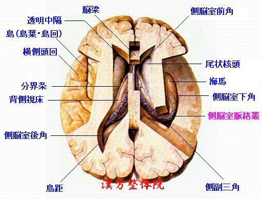 側脳室