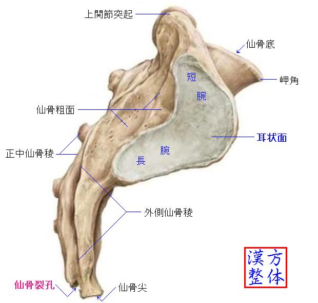 仙骨-側面