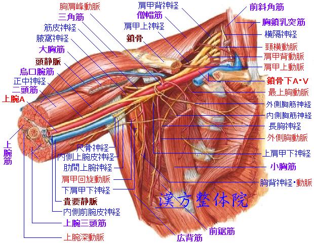 腕神経叢-2