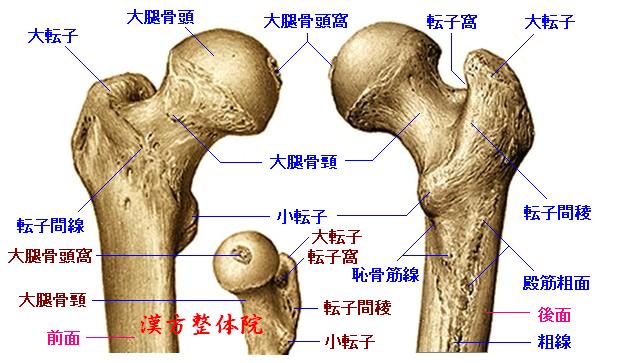 大腿骨の上端