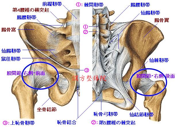 骨盤＆股関節