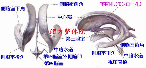 脳室