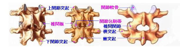 椎間関節