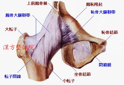 股関節　右側　前面