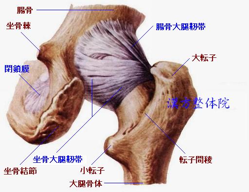股関節　右側　後面