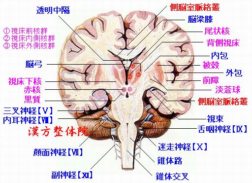 脳の冠状断面