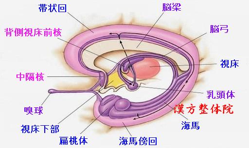 大脳辺縁系
