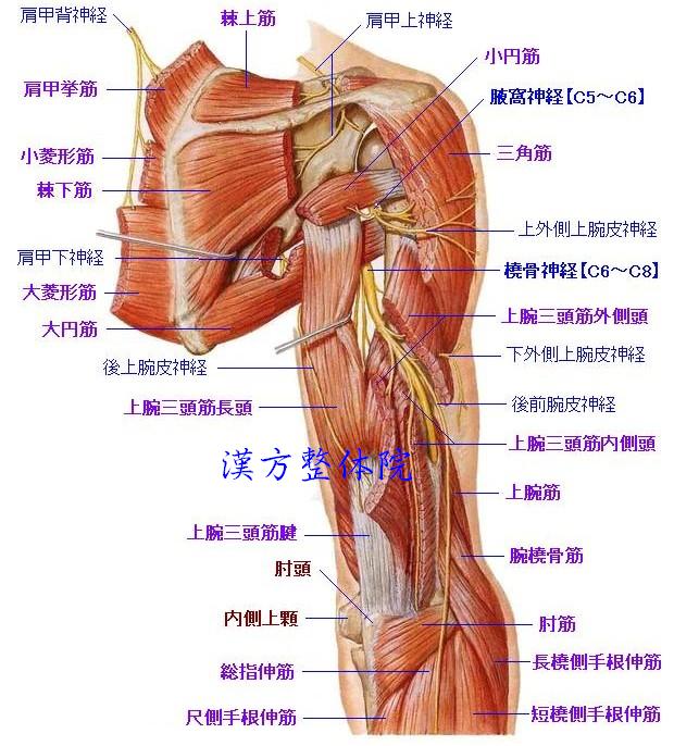 腋窩神経＆橈骨神経