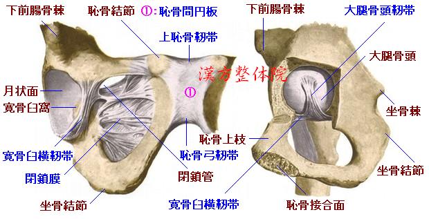 寛骨臼横靭帯＆大腿骨頭靭帯