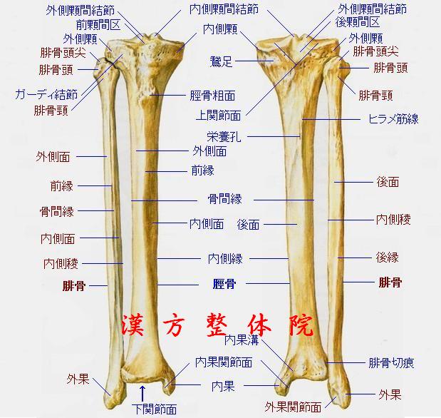 脛骨と腓骨