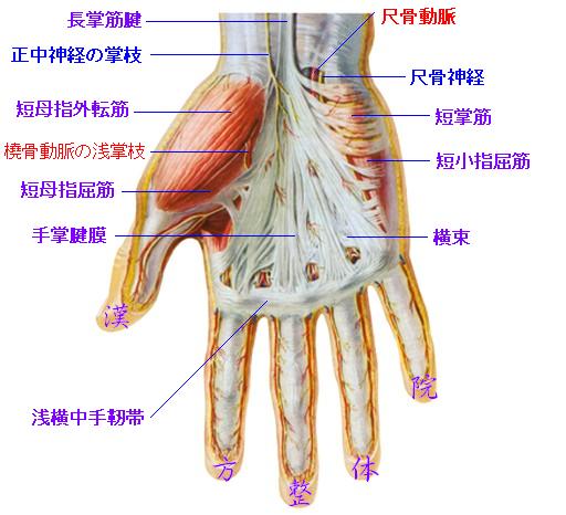手掌腱膜