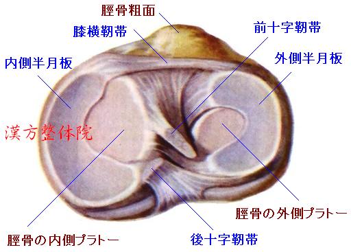 半月板