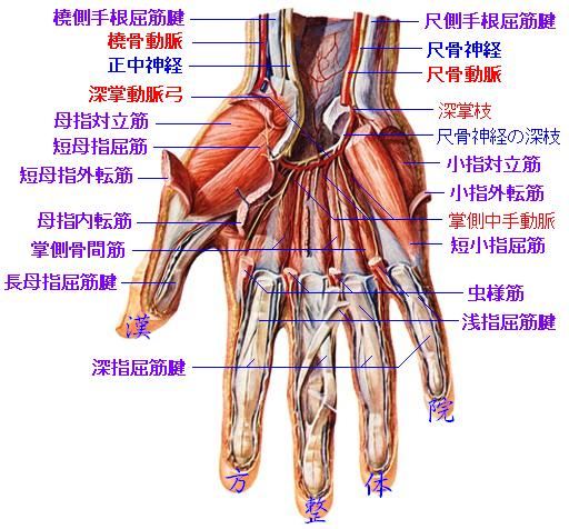 深掌動脈弓