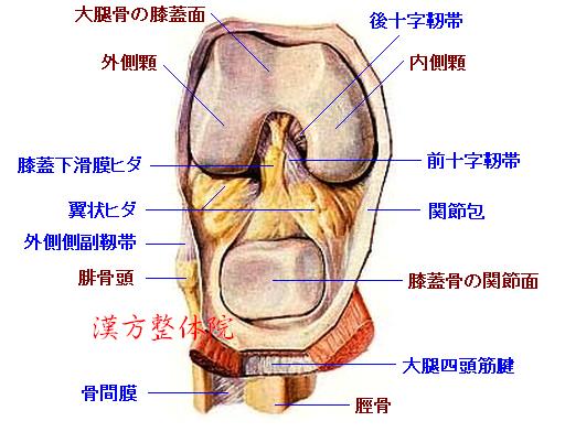 膝関節　前面-2
