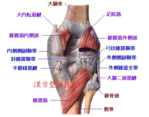 膝関節　後面-1
