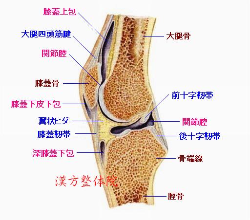膝関節　矢状断面