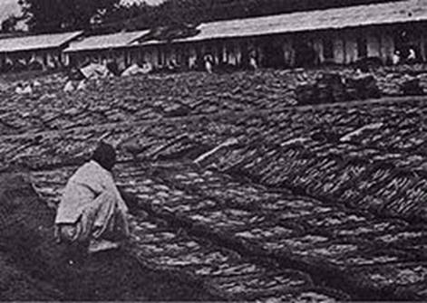 https://upload.wikimedia.org/wikipedia/commons/thumb/7/75/Korea_ginsen_field.jpg/250px-Korea_ginsen_field.jpg