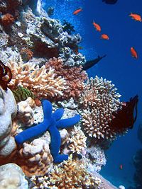 https://upload.wikimedia.org/wikipedia/commons/thumb/7/76/Blue_Linckia_Starfish.JPG/200px-Blue_Linckia_Starfish.JPG