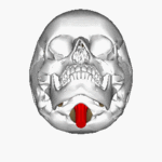 https://upload.wikimedia.org/wikipedia/commons/thumb/2/2a/Medulla_oblongata_and_foramen_magnum_animation_small.gif/150px-Medulla_oblongata_and_foramen_magnum_animation_small.gif